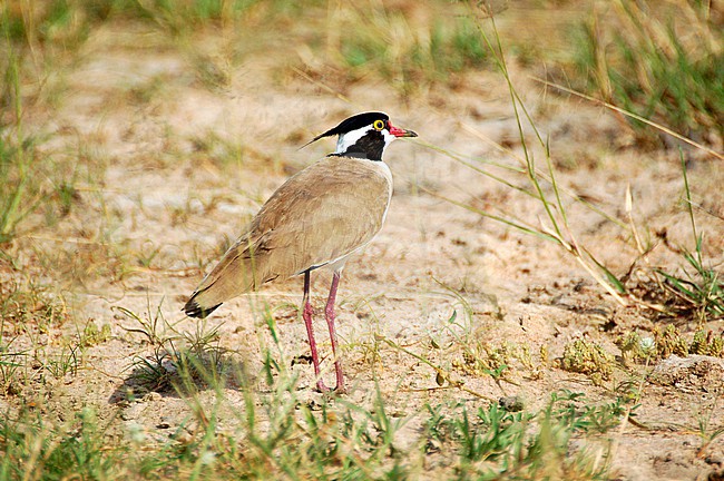 Black-headed Lapwing (Vanellus tectus) in Uganda stock-image by Agami/Eduard Sangster,