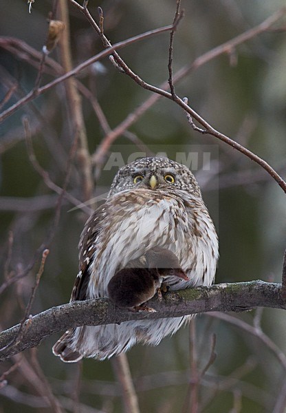 Dwerguil met spitsmuis, Eurasian Pygmy Owl with shrew stock-image by Agami/Markus Varesvuo,