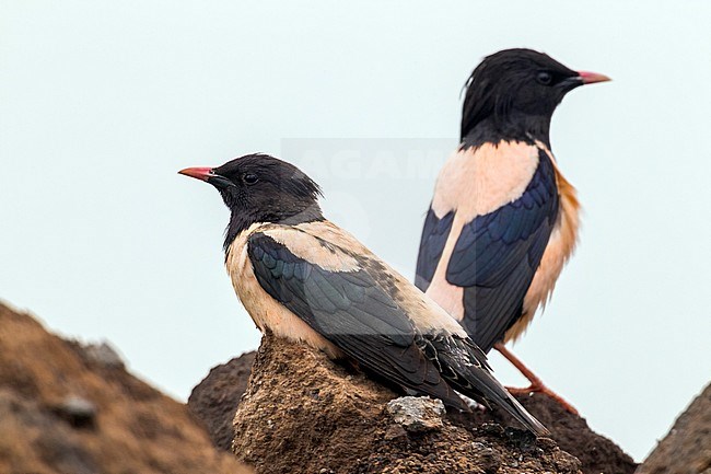 Couple of Rosy Starling displaying stock-image by Agami/Vincent Legrand,