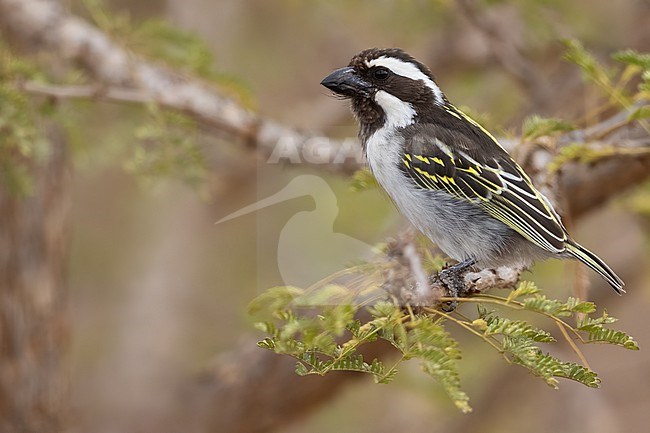 Black-throated barbet (Tricholaema melanocephala) perched in a tree in Tanzania. stock-image by Agami/Dubi Shapiro,