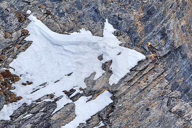 Bearded Vulture (Gypaetus barbatus), aka Lammergeier, adult perched on a snowy cliff in Switzerland stock-image by Agami/Tomas Grim,