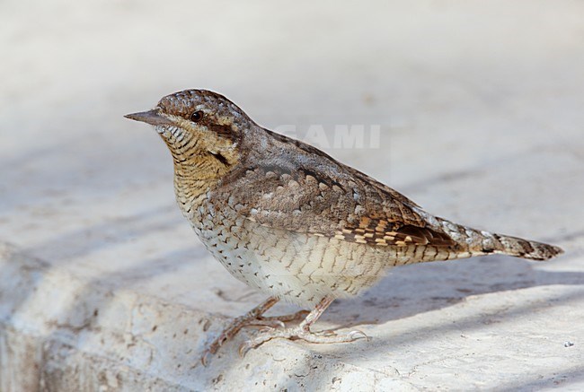 Draaihals op de grond; Eurasian Wryneck on the ground stock-image by Agami/Markus Varesvuo,