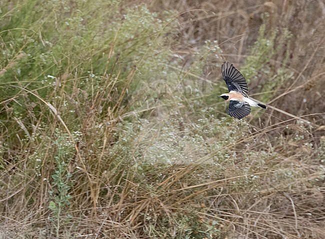 Autumn adult male Western Black-eared Wheatear (Oenanthe hispanica) in late August in flight in northern Spain. stock-image by Agami/Marc Guyt,