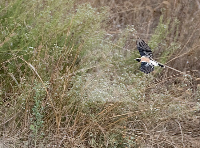 Autumn adult male Western Black-eared Wheatear (Oenanthe hispanica) in late August in flight in northern Spain. stock-image by Agami/Marc Guyt,