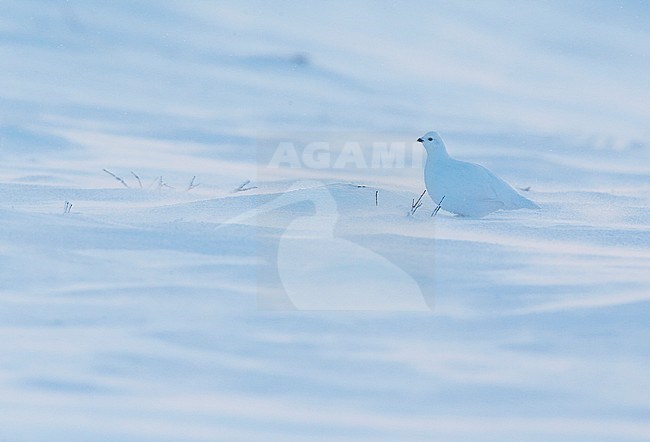 Vrouwtje Moerassneeuwhoen in de sneeuw, Female Willow Ptarmigan in snow stock-image by Agami/Markus Varesvuo,