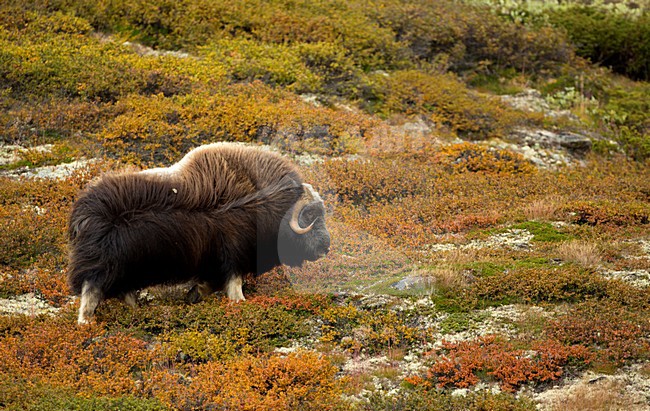 Muskusos, Muskox stock-image by Agami/Danny Green,