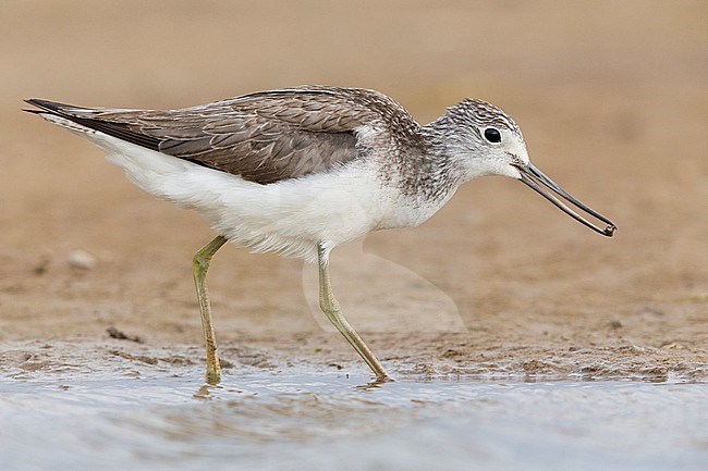Greenshank (Tringa nebularia), standing on the mud, Campania, Italy stock-image by Agami/Saverio Gatto,
