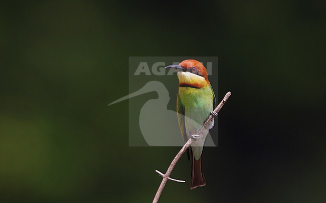 Adult Chestnut-headed Bee-eater (Merops leschenaulti) perched on a branch at Khao Yai, Thailand stock-image by Agami/Helge Sorensen,
