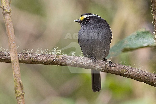 Crowned Chat-Tyrant (Silvicultrix frontalis frontalis) at PNN Los Nevados, Colombia. stock-image by Agami/Tom Friedel,