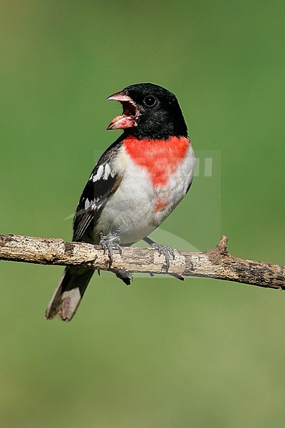 Volwassen mannetje Roodborstkardinaal, Adult male Rose-breasted Grosbeak stock-image by Agami/Brian E Small,