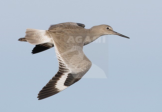 Willet, Willet stock-image by Agami/Mike Danzenbaker,