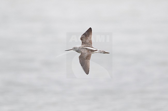 adult common greenshank (Tringa nebularia) in flight, found at Lake Neusiedl in Austria stock-image by Agami/Mathias Putze,