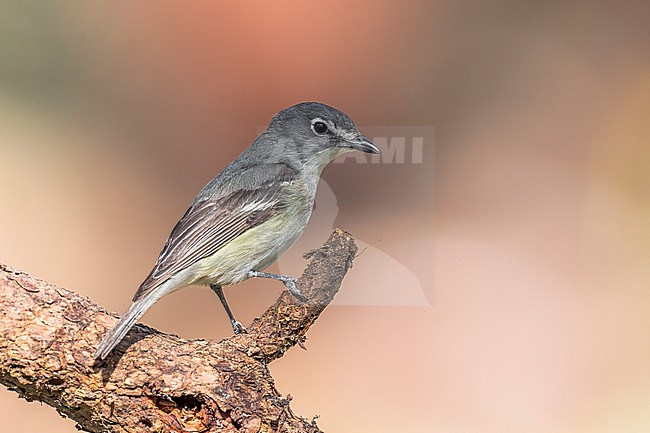 Adult
Boulder Co., CO
June 2023 stock-image by Agami/Brian E Small,