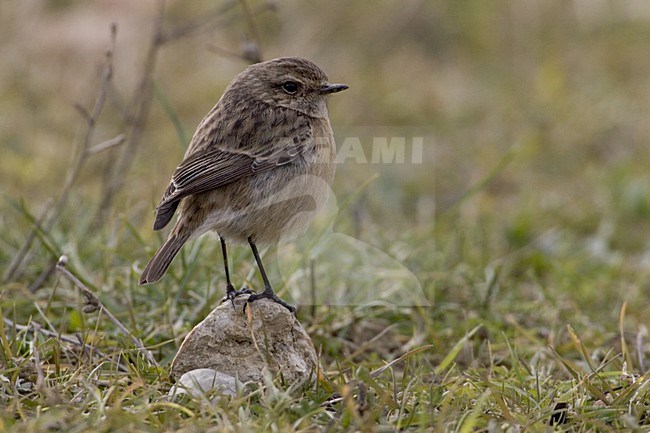 European Stonechat female perched; Roodborsttapuit vrouw zittend stock-image by Agami/Daniele Occhiato,