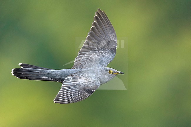 Common Cuckoo (Cuculus canorus) in Italy. stock-image by Agami/Daniele Occhiato,