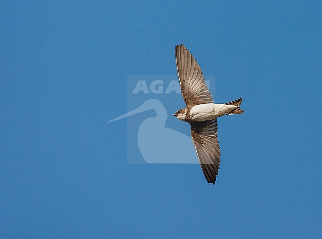 Sand Martin (Riparia riparia) near colony in the Netherlands. stock-image by Agami/Marc Guyt,