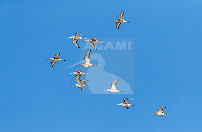 Migrant Black-tailed Godwit, Limosa limosa, in Spain. Flock of godwits in flight over the Extremadura. One bird with wire. stock-image by Agami/Marc Guyt,