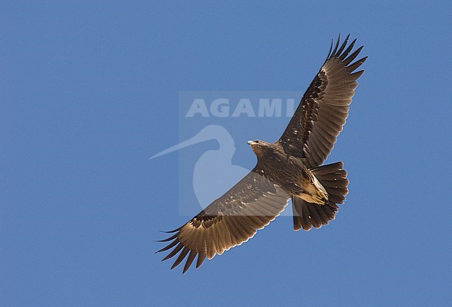Immature Greater Spotted Eagle (Clanga clanga) in flight, photo below against blue sky. Oman stock-image by Agami/Markku Rantala,