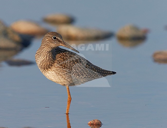 Redshank juv. (Tringa totanus) UtÃ¶ Finland July 2013 stock-image by Agami/Markus Varesvuo,