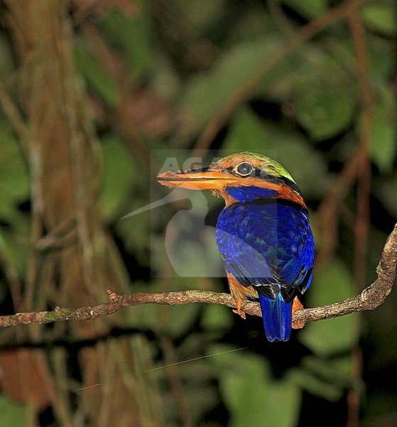 Rufous-collared kingfisher (Actenoides concretus) in rain forests of Sumatra in Indonesia. stock-image by Agami/Pete Morris,