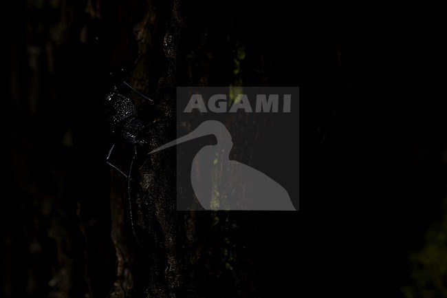 Ergates faber - Mulmbock, France (Landes), imago, female, ovulating stock-image by Agami/Ralph Martin,