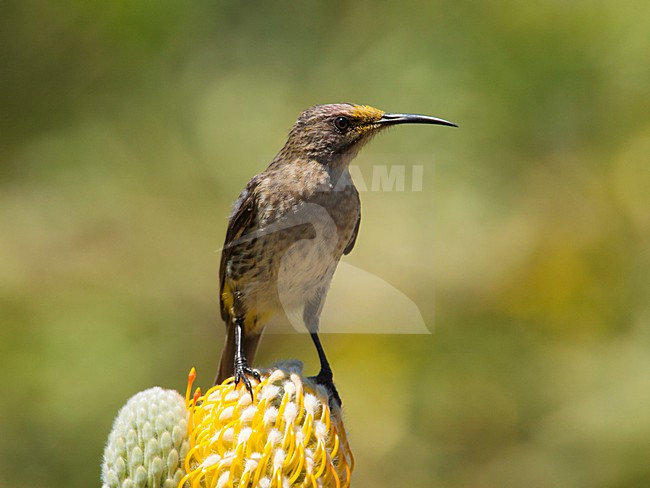 Vrouwtje Kaapse Suikervogel op Protea bloem, Female Cape Sugarbird at Protea flower stock-image by Agami/Wil Leurs,