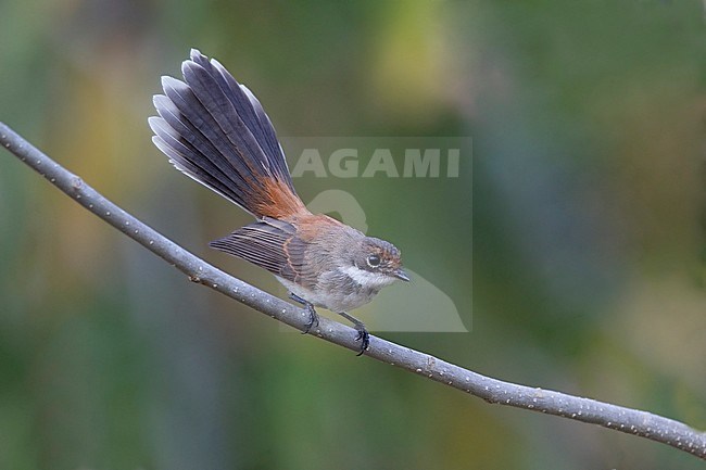 Supertramp Fantail (Rhipidura semicollaris). Possibly this species. Location unknown. stock-image by Agami/Dubi Shapiro,