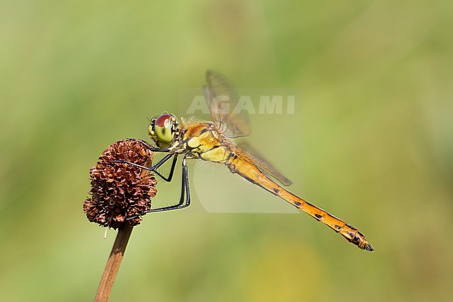 Vers mannetje Kempense heidelibel, Immature male Sympetrum depressiusculum stock-image by Agami/Wil Leurs,