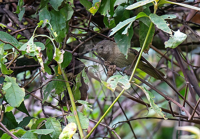 Grauer's Warbler (Graueria vittata) in Uganda. Endemic to the Albertine Rift montane forests. stock-image by Agami/Dani Lopez-Velasco,
