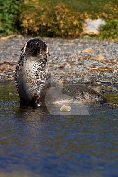 Antarctische Pelsrob, Antarctic Fur Seal, Arctocephalus gazella stock-image by Agami/Marc Guyt,