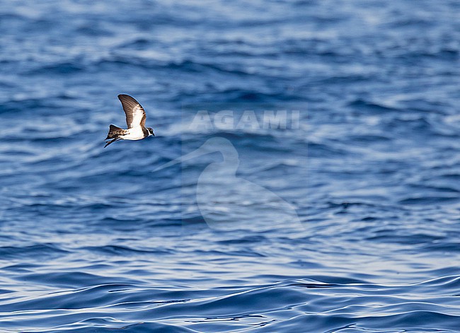 Polynesian storm petrel, Nesofregetta fuliginosa. Photographed during a French Polynesia & The Cook Islands expedition cruise. stock-image by Agami/Pete Morris,