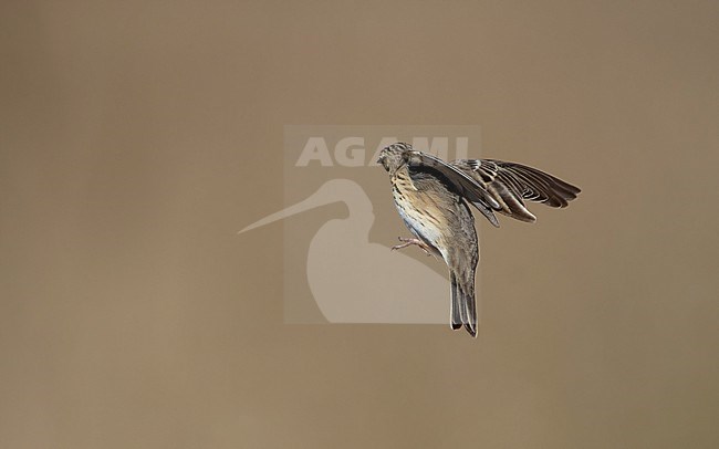 Tree Pipit (Anthus trivialis) in flight in Gribskov, Denmark stock-image by Agami/Helge Sorensen,