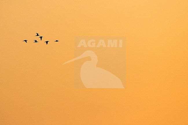 Common Redshank - Rotschenkel - Tringa totanus ssp. totanus, Germany (Schleswig-Holstein) stock-image by Agami/Ralph Martin,
