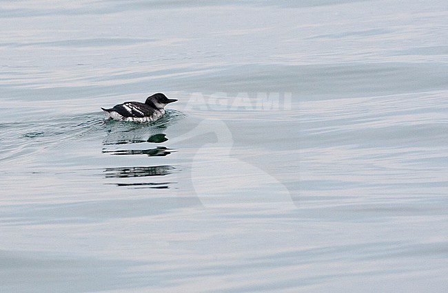 Immature Pigeon Guillemot (Cepphus columba eureka) swimming at sea off California, USA. stock-image by Agami/Marc Guyt,