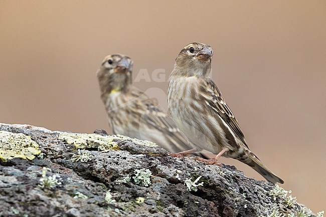 Rock Sparrow (Petronia petronia) perched on a rocky floor stock-image by Agami/Daniele Occhiato,