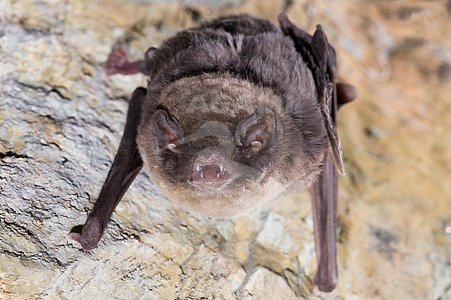 Schreibers' Bat is sitting on a stone stock-image by Agami/Theo Douma,