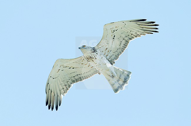 Short-toed Eagle (Circaetus gallicus) in flight stock-image by Agami/Dick Forsman,
