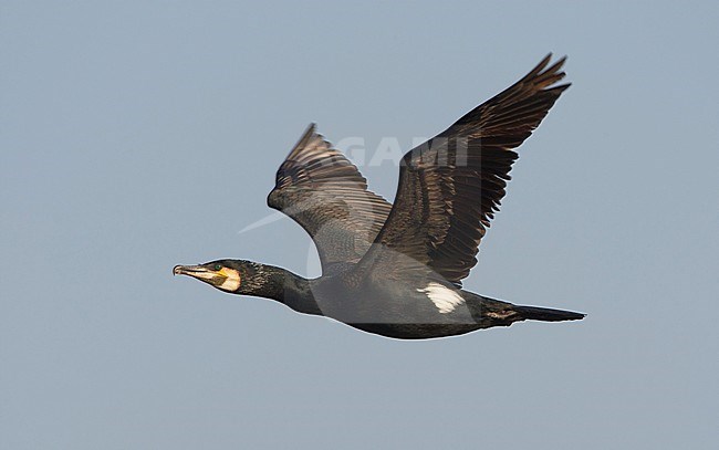 Aalscholver, Great Cormorant, Phalacrocorax carbo stock-image by Agami/Arie Ouwerkerk,
