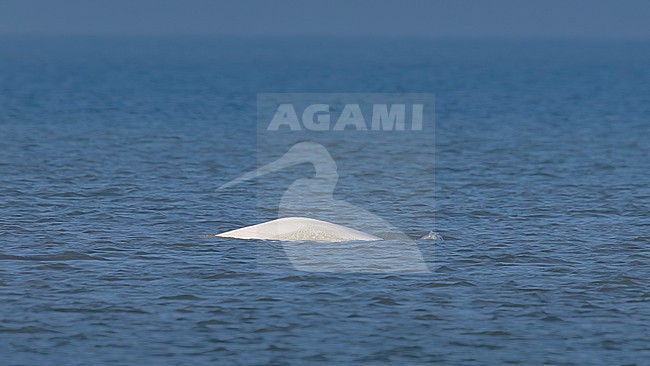 Beluga Whale (Delphinapterus leucas) swimming off Julianadorp, Noord Holland, the Netherlands. stock-image by Agami/Vincent Legrand,