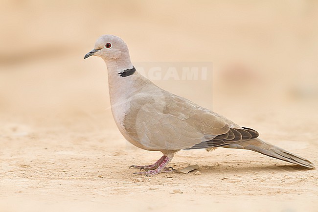 Eurasian Collored Dove - Türkentaube - Streptopelia decaocto stock-image by Agami/Ralph Martin,