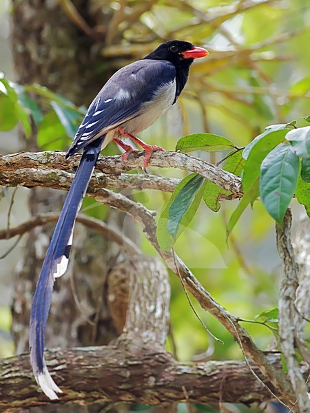 Roodsnavelkitta, Red-billed Blue Magpie stock-image by Agami/Alex Vargas,