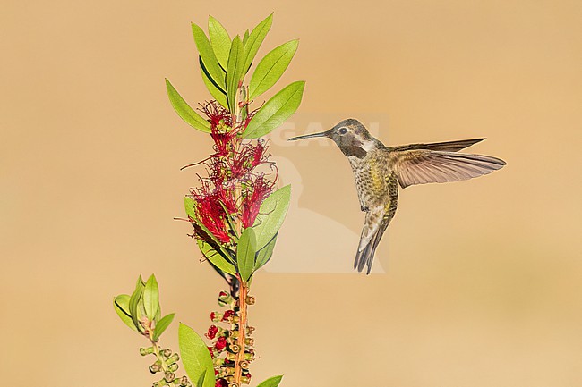 Adult male
Santa Barbara Co., CA
November 2022 stock-image by Agami/Brian E Small,