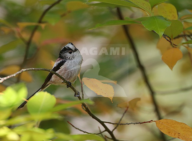 Long-tailed Tit (Aegithalos caudatus) during autumn migration on Vlieland, Netherlands. stock-image by Agami/Marc Guyt,