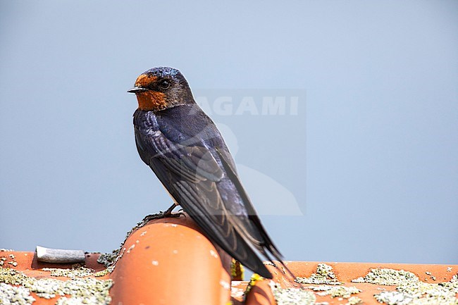 Barn Swallow, Hirundo rustica stock-image by Agami/Wil Leurs,