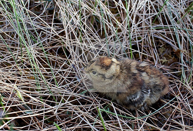 Kuiken van het Korhoen; Black Grouse chick stock-image by Agami/Markus Varesvuo,