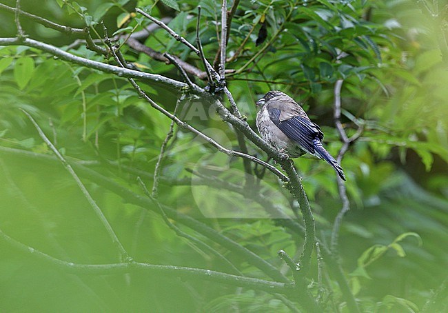 Tibet Brown Bullfinch, Pyrrhula nipalensis ricketti, on Tibetan plateau, China. stock-image by Agami/James Eaton,