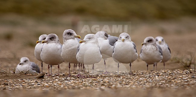 Groep Zilvermeeuwen, Group of Herring Gulls stock-image by Agami/Theo Douma,