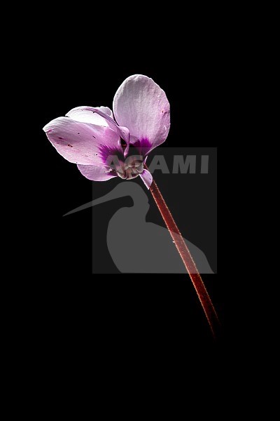 Eastern Cyclamen, Cyclamen coum stock-image by Agami/Wil Leurs,
