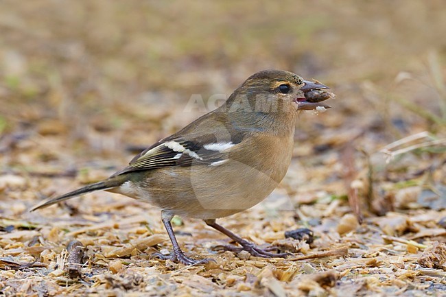 Mannetje Azorenvink; Male Azores Chaffinch stock-image by Agami/Daniele Occhiato,