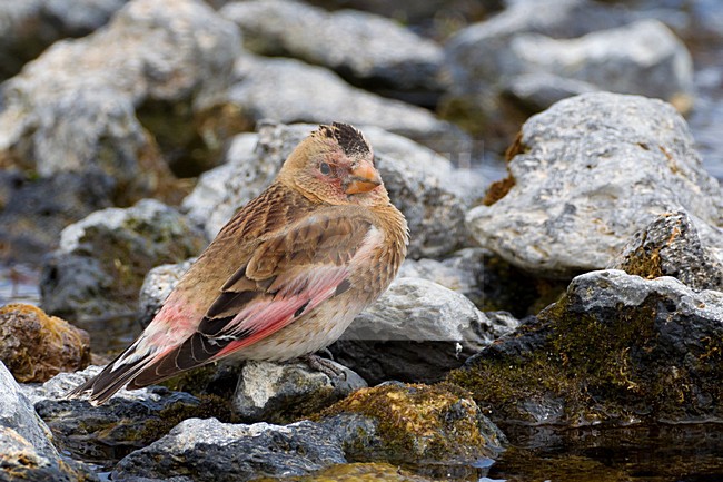 Mannetje Rode Bergvink in berg beekje, Male Asian Crimson-winged Finch in small stream stock-image by Agami/Daniele Occhiato,